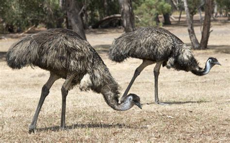 Two Emus Stock Photos Free And Royalty Free Stock Photos From Dreamstime