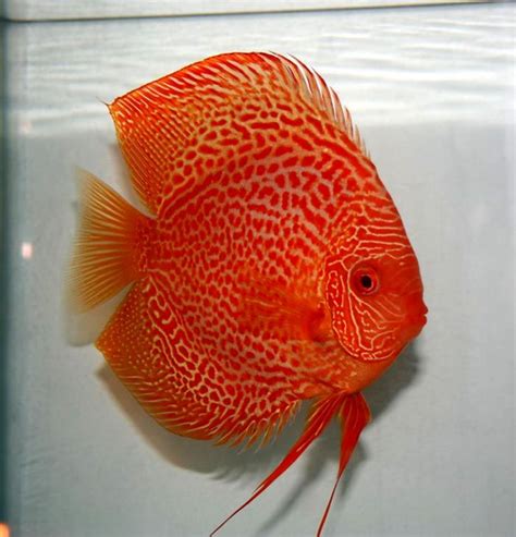 For individual fish photos please check our wysiwyg section or come. Pin by Discus Delivery on Albino Discus Fish | Tropical ...