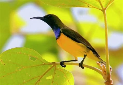 Inilah 7 Burung Penghisap Madu Di Indonesia Yang Masih Jarang Diketahui