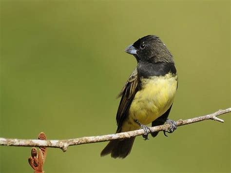 Yellow Bellied Seedeater Alchetron The Free Social Encyclopedia