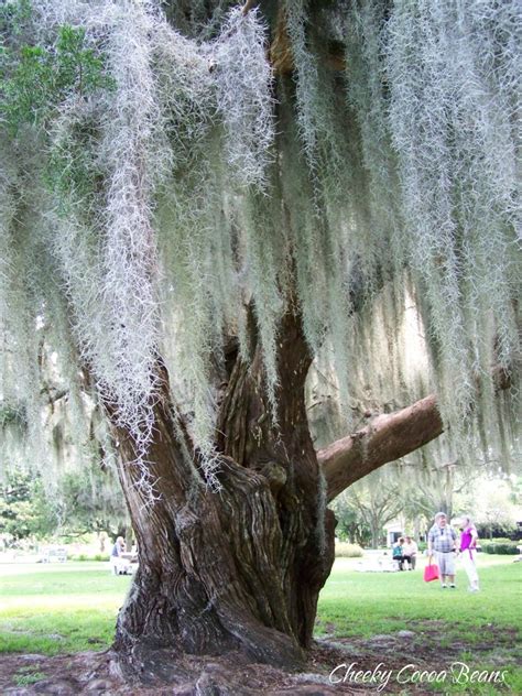 We also provide four complimentary parking, first come first served, spaces on the property. Cheeky Cocoa Beans: Spanish moss