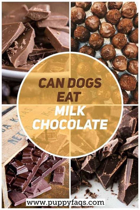 We did not find results for: Can Dogs Eat Milk Chocolate? Is It Safe For Dogs in 2020 ...
