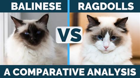 Balinese Vs Ragdoll Cats What Is The Difference With Pictures