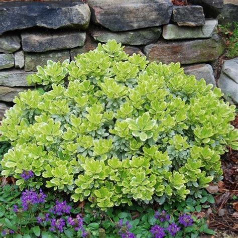 Low Growing Evergreen Shrubs For Borders Home Design Ideas