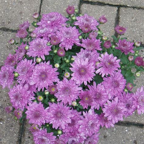 Chrysanthemum Purple Seasonals In 2021 Perennials Plant Nursery