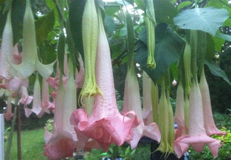 Photo Of The Bloom Of Angel Trumpet Brugmansia Versicolor Ecuador