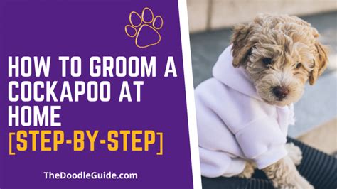 How To Groom A Cockapoo At Home Step By Step The Doodle Guide