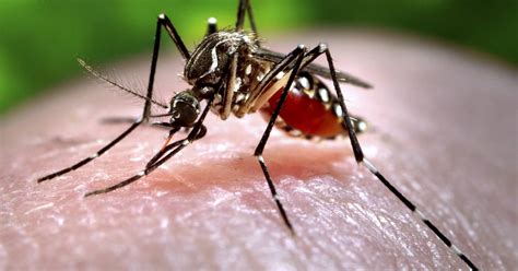 Us Becomes More Vulnerable To Tropical Diseases