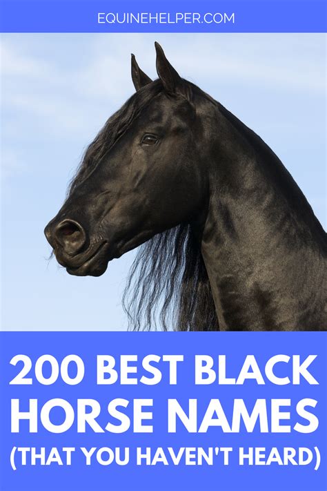 Best Black Horse Names Horse Names Best Horse Names Horses