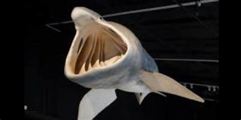12 Amazing Basking Shark Facts Types Of Sharks