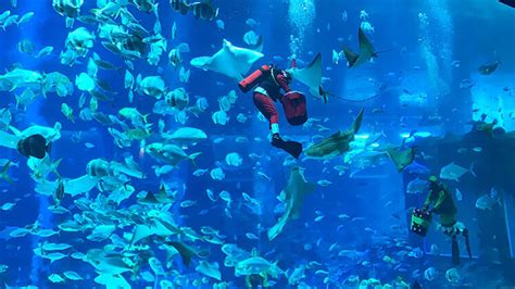 Experience Christmas With The Deep Sea Creatures At Sea Aquariums