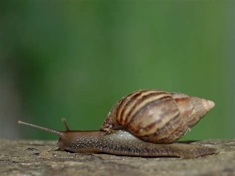 Maybe you would like to learn more about one of these? woodman的秘密花園－動物區: 軟體動物