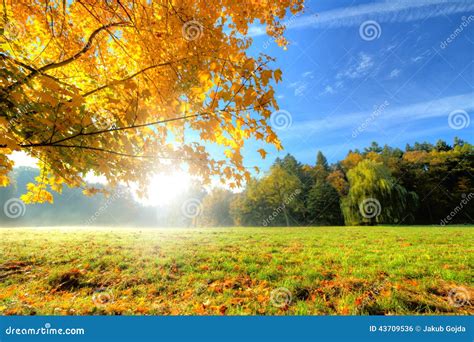 Beautiful Autumn Tree With Fallen Dry Leaves Stock Photo Image Of