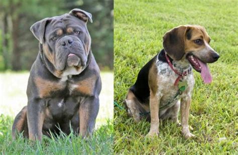 Olde English Bulldogge Vs Bluetick Beagle Breed Comparison