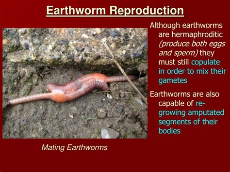 PPT - Phylum Annelida Annelus = “ Little Ring” The Segmented Worms