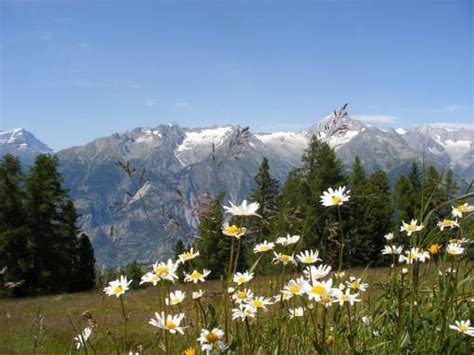 Diversen links over informatie zwitserland vakantie om te vinden wat je zoekt. Zomervakantie Zwitserland - tips van Alpen-vakantie.nl
