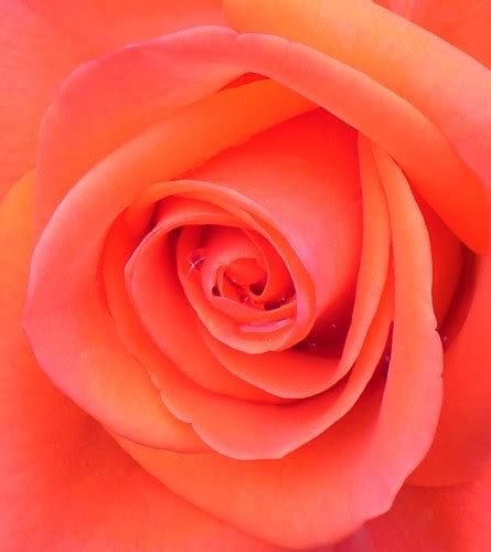 Northwest fish wild sockeye salmon comes from the pristine waters of alaska. Salmon Colored Rose | Roses are such special flowers ...