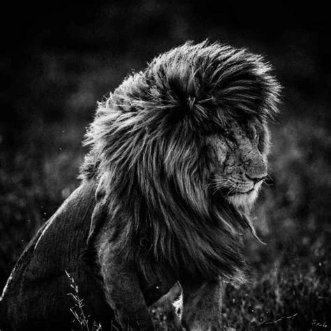 Striking Black And White Wildlife Photography By Laurent Baheux Wild