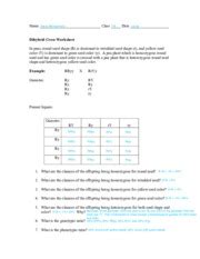 These letters represent the genotypes of the rabbits: Collection of Dihybrid Crosses Worksheet - Bluegreenish