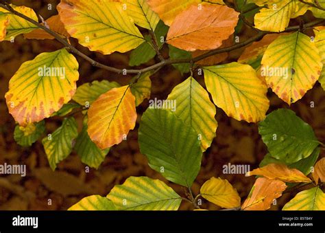 Beech Fagus Sylvatica Leaves Turning In Autumn Stock Photo Alamy