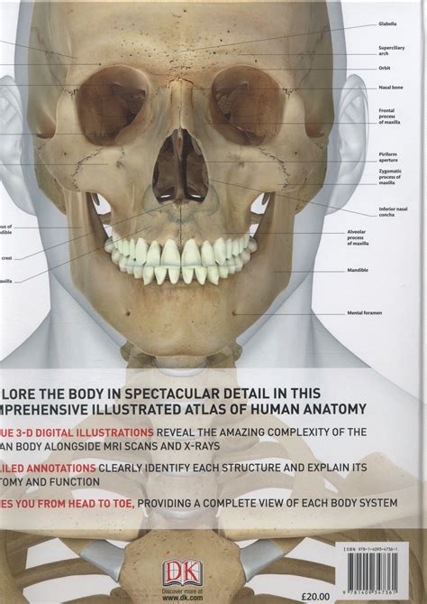 Human Anatomy The Definitive Visual Guide By Roberts Dr Alice