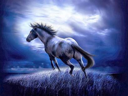 Horse Wallpapers Horses Backgrounds 3d Tag