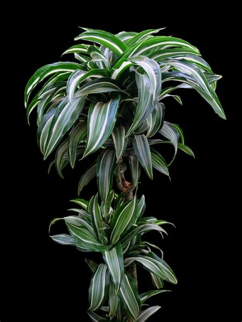 Dracaena Janet Craig Plant Care Guide