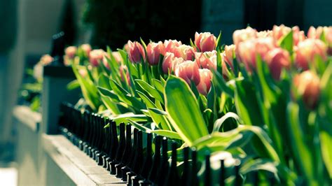 Tulips Flowers Fence Depth Of Field Wallpapers Hd Desktop And