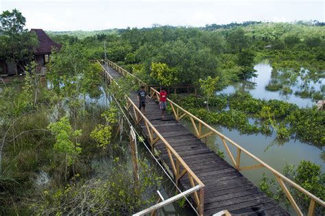 Mongabay Travel Berkunjung Ke Kawasan Wisata Mangrove Kampung Laut