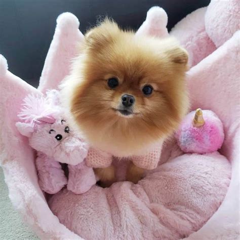 16 Pomeranians For Anyone Whos Having A Bad Day Page 3 Of 6 The Dogman