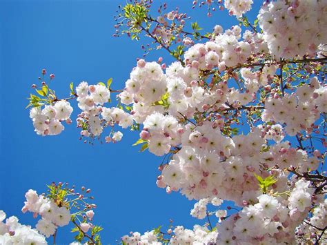 Pink Tree Blossoms Art Prints 55 Spring Flowers Blue Sky