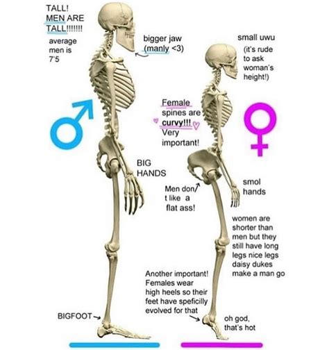 This Is How Skeletons Should Be Rbadwomensanatomy