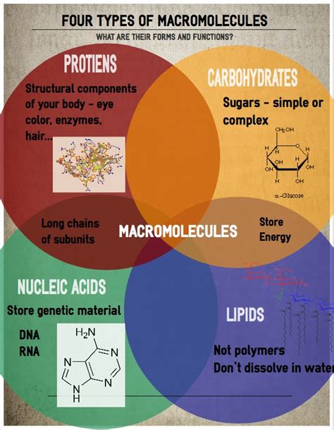 Structure And Function Of Biological Macromolecules Study Guide