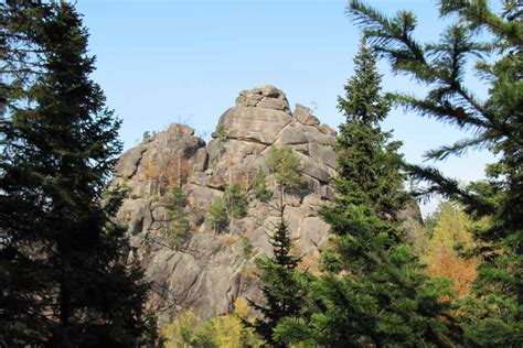 It is hardy to zone (uk) 1 and is not frost tender. Plants Of The Taiga: A List Of Taiga Plants With Pictures ...