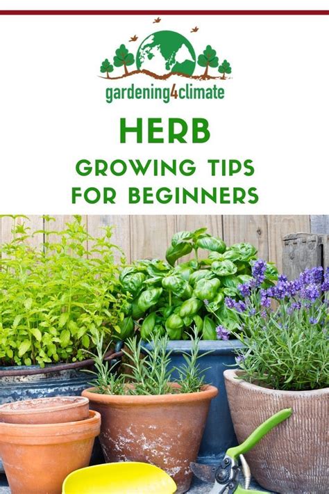 How To Grow An Herb Garden For Beginners Home And Garden Reference