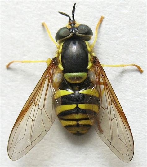 Wasp Mimic Syrphid Fly Chrysotoxum Bugguidenet