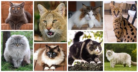 The 8 Biggest Domestic Cat Breeds Video Cat Fancast