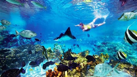 Book hotels and other accommodations near marine park centre and perhentian island today. (2020) 3d2n Lang Tengah Summer Bay Resort Snorkeling ...
