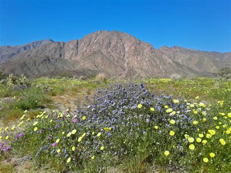 Anza Borrego Desert Wildflower Super Bloom 2019 Greg In San Diego