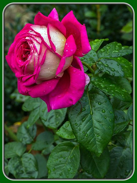 Beautiful Rose Natural Flower Pictures Pin By Mia Flores On Les