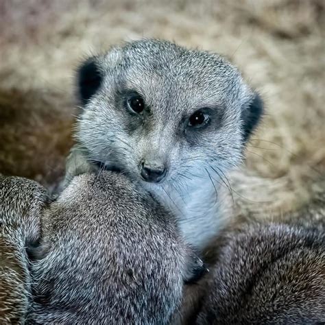 Meerkat Love⠀ Meerkat At The Buffalo Zoo⠀ ⠀ Wildlife Na Flickr