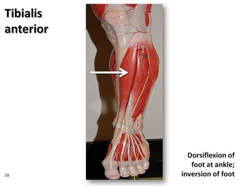 Image Result For Tibialis Anterior Shin Splints Shin Splints