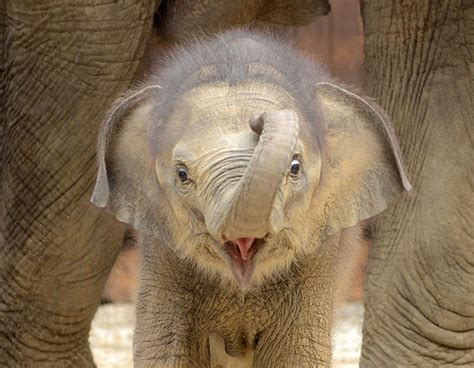 25 Baby Elephants That Will Make You Smile Mutually