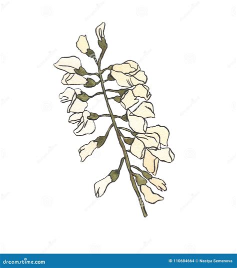 Watercolor Illustration Branch Acacia With Light Flowers Stock