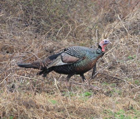 ohio turkey hunters harvest over 3 000 on opening weekend northeast ohio season begins