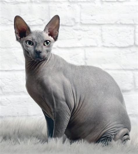 History Of The Hairless Cat Sphynx Dan S Pet Care