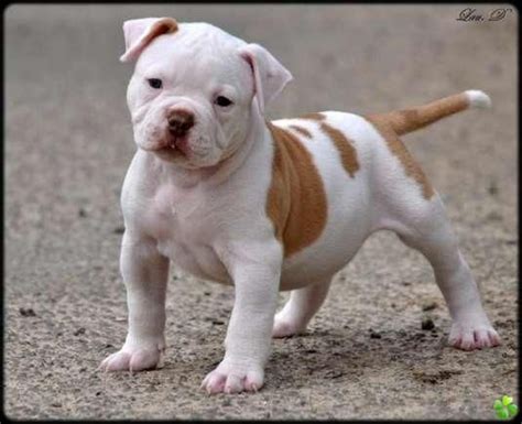 We produce bully american bulldogs and hybrid types. 138 best American Bulldogs images on Pinterest | American bulldogs, Dogs and Bulldog pics