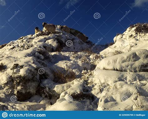 A Flock Of Sheep On A Snowy Hill Stock Image Image Of Meadow Nature