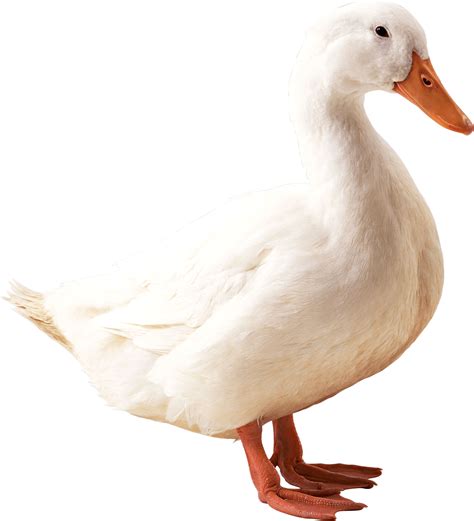 Duck Png Images Transparent Free Download