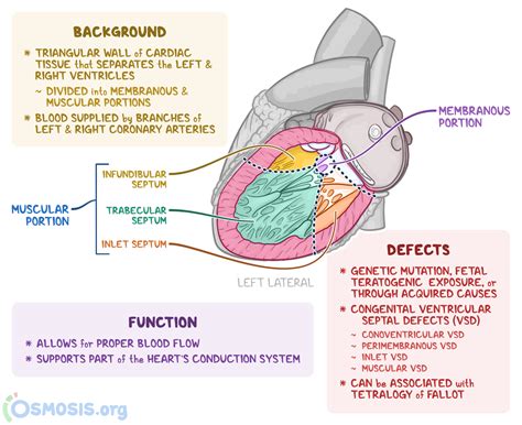 Interventricular Septum What Is It Location And More Osmosis